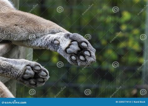 cougar paws